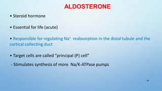 ALDOSTERONE
• Steroid hormone
• Essential for life (acute)
• Responsible for regulating Na+ reabsorption in the distal tubule and the
cortical collecting duct
• Target cells are called “principal (P) cell”
- Stimulates synthesis of more Na/K-ATPase pumps
59
 