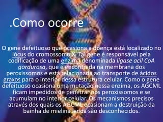 .ComoocorreO gene defeituoso que ocasiona a doença está localizado no lócus do cromossomo X. Tal gene é responsável pela codificação de uma enzima denominada ligase acil CoA gordurosa, que é encontrada na membrana dos peroxissomos e está relacionada ao transporte de ácidos graxos para o interior dessa estrutura celular. Como o gene defeituoso ocasiona uma mutação nessa enzima, os AGCML ficam impedidos de penetrar nos peroxissomos e se acumulam no interior celular. Os mecanismos precisos através dos quais os AGCML ocasionam a destruição da bainha de mielina ainda são desconhecidos.