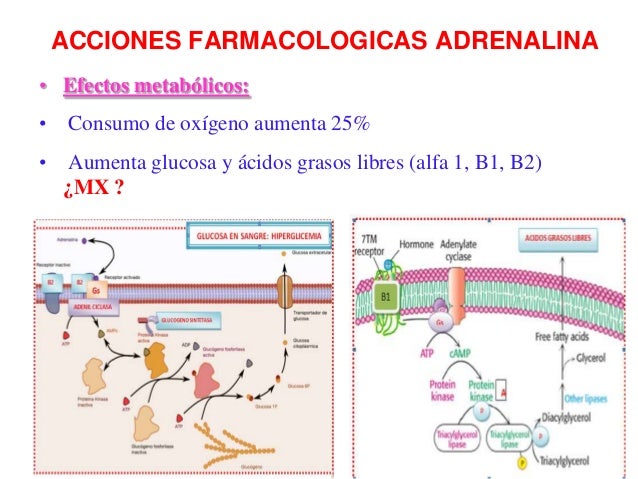 Adrenérgicos y antiadrenergicos.pptx