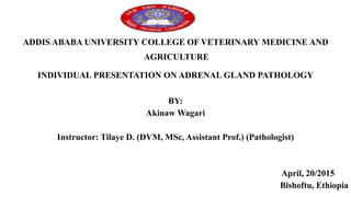 ADDIS ABABA UNIVERSITY COLLEGE OF VETERINARY MEDICINE AND
AGRICULTURE
INDIVIDUAL PRESENTATION ON ADRENAL GLAND PATHOLOGY
BY:
Akinaw Wagari
Instructor: Tilaye D. (DVM, MSc, Assistant Prof.) (Pathologist)
April, 20/2015
Bishoftu, Ethiopia
 
