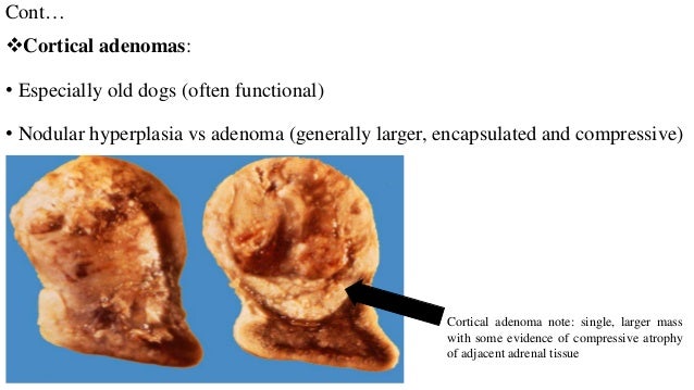 symptoms of adrenal gland in dogs symptoms of adrenal gland in dogs