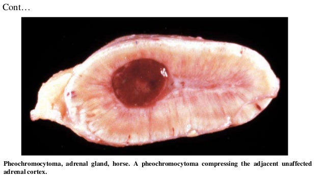 pheochromocytoma in dogs pathology of adrenal gland ppt pheochromocytoma in dogs pathology of adrenal gland ppt