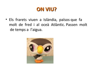ON VIU?
• Els frarets viuen a Islàndia, països que fa
molt de fred i al oceà Atlàntic. Passen molt
de temps a l’aigua.

 
