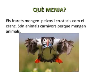 QUÈ MENJA?
Els frarets mengen peixos i crustacis com el
cranc. Són animals carnivors perque mengen
animals.

 