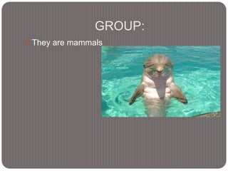 GROUP:
 They are mammals
 