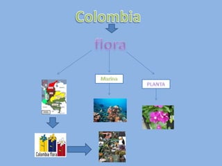 Colombia flora Marina PLANTA 