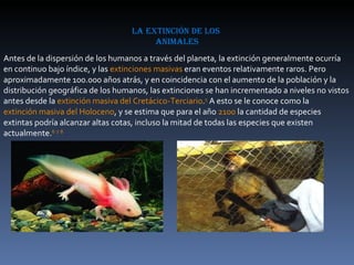 la extinción de los  animales Antes de la dispersión de los humanos a través del planeta, la extinción generalmente ocurría en continuo bajo índice, y las  extinciones masivas  eran eventos relativamente raros. Pero aproximadamente 100.000 años atrás, y en coincidencia con el aumento de la población y la distribución geográfica de los humanos, las extinciones se han incrementado a niveles no vistos antes desde la  extinción masiva del Cretácico-Terciario . 5  A esto se le conoce como la  extinción masiva del Holoceno , y se estima que para el año  2100  la cantidad de especies extintas podría alcanzar altas cotas, incluso la mitad de todas las especies que existen actualmente. 6   7   8 