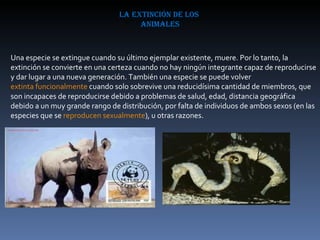 la extinción de los  animales Una especie se extingue cuando su último ejemplar existente, muere. Por lo tanto, la extinción se convierte en una certeza cuando no hay ningún integrante capaz de reproducirse y dar lugar a una nueva generación. También una especie se puede volver  extinta funcionalmente  cuando solo sobrevive una reducidísima cantidad de miembros, que son incapaces de reproducirse debido a problemas de salud, edad, distancia geográfica debido a un muy grande rango de distribución, por falta de individuos de ambos sexos (en las especies que se  reproducen sexualmente ), u otras razones. 