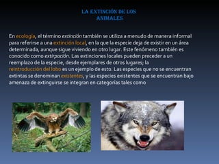 la extinción de los  animales En  ecología , el término  extinción  también se utiliza a menudo de manera informal para referirse a una  extinción local , en la que la especie deja de existir en un área determinada, aunque sigue viviendo en otro lugar. Este fenómeno también es conocido como  extirpación . Las extinciones locales pueden preceder a un reemplazo de la especie, desde ejemplares de otros lugares; la  reintroducción del lobo  es un ejemplo de esto. Las especies que no se encuentran extintas se denominan  existentes , y las especies existentes que se encuentran bajo amenaza de extinguirse se integran en categorías tales como 