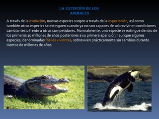 la extinción de los  animales A través de la  evolución , nuevas especies surgen a través de la  especiación , así como también otras especies se extinguen cuando ya no son capaces de sobrevivir en condiciones cambiantes o frente a otros competidores. Normalmente, una especie se extingue dentro de los primeros 10 millones de años posteriores a su primera aparición, 2  aunque algunas especies, denominadas  fósiles vivientes , sobreviven prácticamente sin cambios durante cientos de millones de años. 