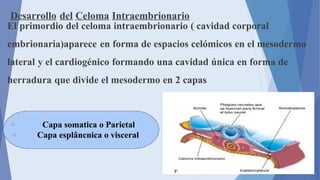 desarrollo embrionario ginecologia y obstetricia | PPTX