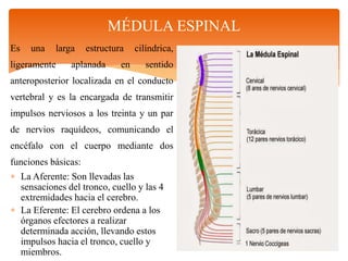 MÉDULA ESPINAL
Es una larga estructura cilíndrica,
ligeramente aplanada en sentido
anteroposterior localizada en el conducto
vertebral y es la encargada de transmitir
impulsos nerviosos a los treinta y un par
de nervios raquídeos, comunicando el
encéfalo con el cuerpo mediante dos
funciones básicas:
 La Aferente: Son llevadas las
sensaciones del tronco, cuello y las 4
extremidades hacia el cerebro.
 La Eferente: El cerebro ordena a los
órganos efectores a realizar
determinada acción, llevando estos
impulsos hacia el tronco, cuello y
miembros.
 