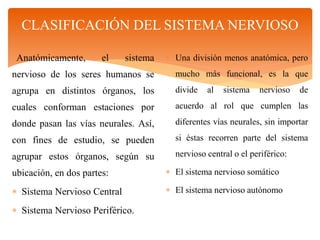 CLASIFICACIÓN DEL SISTEMA NERVIOSO
Anatómicamente, el sistema
nervioso de los seres humanos se
agrupa en distintos órganos, los
cuales conforman estaciones por
donde pasan las vías neurales. Así,
con fines de estudio, se pueden
agrupar estos órganos, según su
ubicación, en dos partes:
 Sistema Nervioso Central
 Sistema Nervioso Periférico.
 Una división menos anatómica, pero
mucho más funcional, es la que
divide al sistema nervioso de
acuerdo al rol que cumplen las
diferentes vías neurales, sin importar
si éstas recorren parte del sistema
nervioso central o el periférico:
 El sistema nervioso somático
 El sistema nervioso autónomo
 