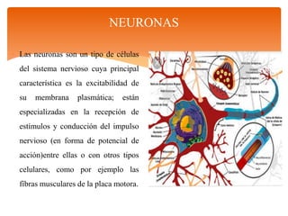 NEURONAS
 Las neuronas son un tipo de células
del sistema nervioso cuya principal
característica es la excitabilidad de
su membrana plasmática; están
especializadas en la recepción de
estímulos y conducción del impulso
nervioso (en forma de potencial de
acción)entre ellas o con otros tipos
celulares, como por ejemplo las
fibras musculares de la placa motora.
 
