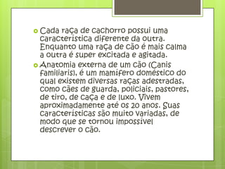  Cada  raça de cachorro possui uma
  característica diferente da outra.
  Enquanto uma raça de cão é mais calma
  a outra é super excitada e agitada.
 Anatomia externa de um cão (Canis
  familiaris), é um mamífero doméstico do
  qual existem diversas raças adestradas,
  como cães de guarda, policiais, pastores,
  de tiro, de caça e de luxo. Vivem
  aproximadamente até os 20 anos. Suas
  características são muito variadas, de
  modo que se tornou impossível
  descrever o cão.
 