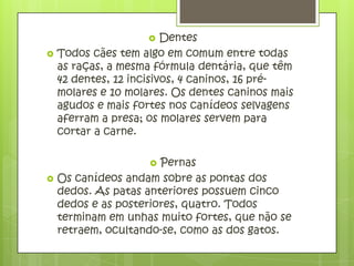     Dentes
   Todos cães tem algo em comum entre todas
    as raças, a mesma fórmula dentária, que têm
    42 dentes, 12 incisivos, 4 caninos, 16 pré-
    molares e 10 molares. Os dentes caninos mais
    agudos e mais fortes nos canídeos selvagens
    aferram a presa; os molares servem para
    cortar a carne.

                      Pernas
   Os canídeos andam sobre as pontas dos
    dedos. As patas anteriores possuem cinco
    dedos e as posteriores, quatro. Todos
    terminam em unhas muito fortes, que não se
    retraem, ocultando-se, como as dos gatos.
 