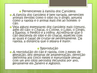   Pertencentes à família dos Canídeos.
   A família dos canídeos é bem variada, pertencem
    animais ferozes como o lobo ou o dingo, astutos
    como a raposa e o animal mais fiel ao homem: o
    cão.
   Veja alguns exemplares dos canídeos mais comuns,
    além do cão: o Chacal, o Coiote, o Lobo, o Dingo,
    a Raposa, o Feneco e a Hiena. Acredita-se que o
    cão descenda do lobo e do chacal, espécies com
    as quais é capaz de cruzar-se perfeitamente. Da
    raposa, a distância que o separa é maior.

                       Reprodução
   A reprodução do cão é rápida, com 2 meses de
    gestação, seis semanas de amamentação, dentição
    definitiva aos cinco meses e maturidade sexual
    com um ano (dois períodos fecundos por ano,
    geralmente em Janeiro e Agosto).
 