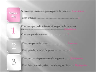 Sem cabeça; mas com quatro pares de patas…..  Aracnídeos   Com antenas………………………………………..……  1   Com dois pares de antenas; cinco pares de patas ou mais…........................................................... Crustáceos Com um par de antenas……………………..  2 Com três pares de patas……………………..  Insectos   Com grande numero de patas………………..  3  Com um par de patas em cada segmento……  Quilópedes   Com dois pares de patas em cada segmento……..  Diplópedes 