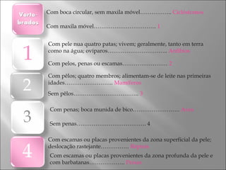 Com boca circular, sem maxila móvel……………..  Ciclóstomos   Com maxila móvel……………………………  1 Com pele nua quatro patas; vivem; geralmente, tanto em terra como na água; ovíparos…………………………..  Anfibios  Com pelos, penas ou escamas……………………  2   Com pêlos; quatro membros; alimentam-se de leite nas primeiras idades……………………..  Mamíferos Sem pêlos……………………………..  3 Com penas; boca munida de bico…………………….  Aves Sem penas………………………………. 4 Com escamas ou placas provenientes da zona superficial da pele; deslocação rastejante……………  Répteis Com escamas ou placas provenientes da zona profunda da pele e com barbatanas……………….  Peixes 