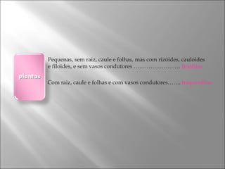 Pequenas, sem raiz, caule e folhas, mas com rizóides, cauloides e filoides, e sem vasos condutores …………………….  Briófitas   Com raiz, caule e folhas e com vasos condutores…….  traqueofitas 