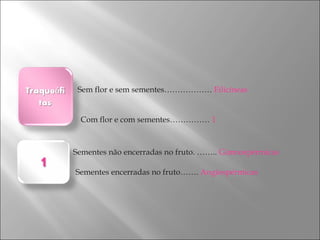 Com flor e com sementes……………  1 Sem flor e sem sementes………………  Filicíneas  Sementes não encerradas no fruto.   ……..  Gimnospérmicas Sementes encerradas no fruto…….  Angiospérmicas  