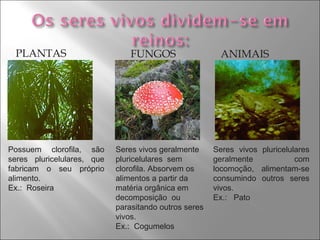 PLANTAS ANIMAIS Possuem clorofila, são seres pluricelulares, que fabricam o seu próprio alimento. Ex.:  Roseira Seres vivos pluricelulares geralmente com locomoção, alimentam-se consumindo outros seres vivos. Ex.:  Pato FUNGOS Seres vivos geralmente pluricelulares  sem clorofila. Absorvem os alimentos a partir da matéria orgânica em decomposição  ou parasitando outros seres vivos. Ex.:  Cogumelos 