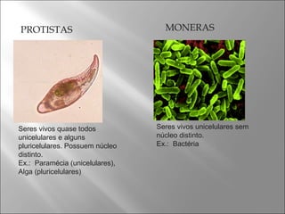 PROTISTAS  MONERAS Seres vivos quase todos unicelulares e alguns pluricelulares. Possuem núcleo distinto. Ex.:  Paramécia (unicelulares), Alga (pluricelulares) Seres vivos unicelulares sem núcleo distinto. Ex.:  Bactéria 