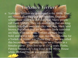  Yorkshire Terriers are developed in the 1800s. They
are named after the place in Yorkshire, England,
where there were also developed in. Many people
call them Yorkies. They are small dogs that are long-
haired, also their coats are silky and blue, black, and
brown. But when they are born they have coats that
are black with tan spots. Yorkies are very brave,
bold, and active for their size. Another nickname for
a Yorkshire Terrier is a “Purse Dog”. They are called
this because, sometimes you can see a Yorkie in a
females purse. They live up to 13-15 years. Pasha,
Patricia Nixon Cox’s dog lived in the White House
while, Richard Nixon was president.
 