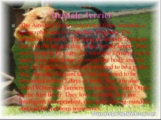  The Airedale Terrier originated from Airedale, a
geographic area in Yorkshire, England. The
Airedale Terrier is “The King of Terriers” because
they are the biggest dog of the Terrier breed. They
can live up to 12 years. An Airedale Terriers coat is
hard, wiry, and dense, it covers the body and the
legs. In England this breed is trained to be a police
dog. Airedale Terriers tale are supposed to be
shortened within 5 days of birth. They are also
called Waterside Terriers because, they hunt Otters
in the Aire River. They love to swim, they are
intelligent, independent, energetic, strong-minded,
and can be stubborn sometimes.

 