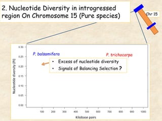 Chr 15
95%
5%
P. balsamifera P. trichocarpa
• Excess of nucleotide diversity
• Signals of Balancing Selection ?
2. Nucleotide Diversity in introgressed
region On Chromosome 15 (Pure species)
 