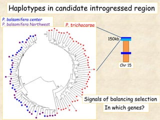 P. trichocarpa
P. balsamifera center
P. balsamifera Northwest
In which genes?
Chr 15
Signals of balancing selection
Haplotypes in candidate introgressed region
150kb
 