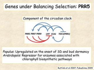 Genes under Balancing Selection: PRR5
Populus: Upregulated on the onset of SD and bud dormancy
Arabidopsis: Repressor for enzymes associated with
chlorophyll biosynthetic pathways
Component of the circadian clock
Ruttink et al 2007; Fukushima 2009
 