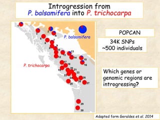 Introgression from
P. balsamifera into P. trichocarpa
Adapted form Geraldes et al. 2014
P. trichocarpa
P. balsamifera
34K SNPs
~500 individuals
POPCAN
Which genes or
genomic regions are
introgressing?
 