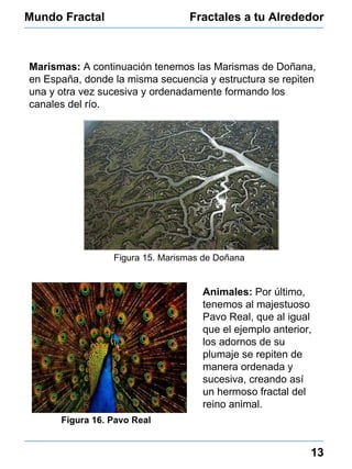 Mundo Fractal Fractales a tu Alrededor 13 Marismas:  A continuación tenemos las Marismas de Doñana, en España, donde la misma secuencia y estructura se repiten una y otra vez sucesiva y ordenadamente formando los canales del río. Figura 15. Marismas de Doñana Figura 16. Pavo Real Animales:  Por último, tenemos al majestuoso Pavo Real, que al igual que el ejemplo anterior, los adornos de su plumaje se repiten de manera ordenada y sucesiva, creando así un hermoso fractal del reino animal. 