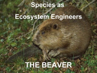Species as  Ecosystem Engineers THE BEAVER 
