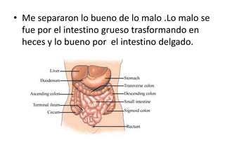 • Me separaron lo bueno de lo malo .Lo malo se
  fue por el intestino grueso trasformando en
  heces y lo bueno por el int...