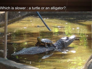 Which is slower : a turtle or an alligator?Which is slower : a turtle or an alligator?
 