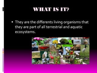 WHAT IS IT?
 They are the differents living organisms that
they are part of all terrestrial and aquatic
ecosystems.
 