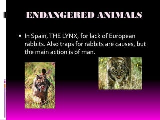 ENDANGERED ANIMALS
 In Spain,THE LYNX, for lack of European
rabbits. Also traps for rabbits are causes, but
the main action is of man.
 