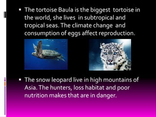  The tortoise Baula is the biggest tortoise in
the world, she lives in subtropical and
tropical seas.The climate change and
consumption of eggs affect reproduction.
 The snow leopard live in high mountains of
Asia.The hunters, loss habitat and poor
nutrition makes that are in danger.
 