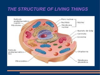 THE STRUCTURE OF LIVING THINGS
 