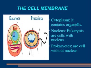 THE CELL MEMBRANE
● Cytoplasm: it
contains organells.
● Nucleus: Eukaryots
are cells with
nucleus
● Prokaryotes: are cell
without nucleus
 