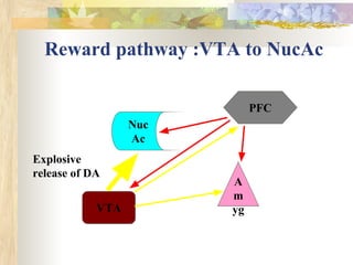 Reward pathway :VTA to NucAc
VTA
Nuc
Ac
PFC
A
m
yg
Explosive
release of DA
 