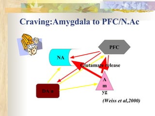 Craving:Amygdala to PFC/N.Ac
DA n
NA
PFC
A
m
yg
Glutamate release
(Weiss et al,2000)
 