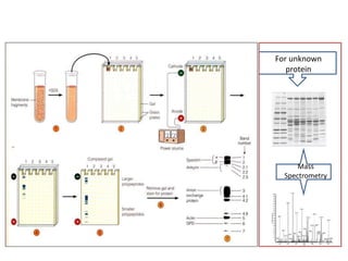 For unknown
protein
Mass
Spectrometry
 