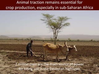 Mixed crop-livestock systems: Indispensable means to achieving global food and nutritional security