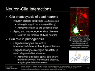 19 Nov 2022
Quantum Information
Neuron-Glia Interactions
 Glia phagocytosis of dead neurons
 Neuron signals apoptosis (Mertk receptor)
 Microglia engulf the soma (cell body)
 Astrocytes clean up the dendritic arbor
 Aging and neurodegenerative disease
 Delay in the removal of dying neurons
 Glia role in pathogenesis
 Oligodendrocytes are active
immunomodulators of multiple sclerosis
 Oligodendrocyte-microglia crosstalk in
neurodegenerative disease
 Alzheimer’s disease, spinal cord injury,
multiple sclerosis, Parkinson’s disease,
amyotrophic lateral sclerosis
103
Division of labor: microglia
(green) clean up the soma of
a dying neuron (white);
astrocytes (red) tidy up
distant dendrites; boundary
where green meets red
Sources: Damisah, E.C., Hill, R.A., Rai, A. et al. (2020). Astrocytes and microglia play orchestrated roles and respect phagocytic
territories during neuronal corpse removal in vivo. Science Advances. 6(26):eaba3239. Riddler, C. (2019). Multiple Sclerosis:
Oligodendrocytes: active accomplices in MS pathogenesis? Nature Reviews Neurology. 15(3).
 