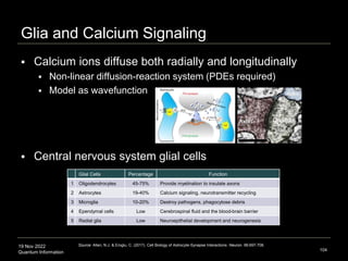 19 Nov 2022
Quantum Information
Glia and Calcium Signaling
104
 Calcium ions diffuse both radially and longitudinally
 Non-linear diffusion-reaction system (PDEs required)
 Model as wavefunction
 Central nervous system glial cells
Glial Cells Percentage Function
1 Oligodendrocytes 45-75% Provide myelination to insulate axons
2 Astrocytes 19-40% Calcium signaling, neurotransmitter recycling
3 Microglia 10-20% Destroy pathogens, phagocytose debris
4 Ependymal cells Low Cerebrospinal fluid and the blood-brain barrier
5 Radial glia Low Neuroepithelial development and neurogenesis
Source: Allen, N.J. & Eroglu, C. (2017). Cell Biology of Astrocyte-Synapse Interactions. Neuron. 96:697-708.
 
