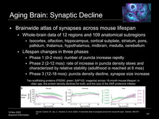 19 Nov 2022
Quantum Information
Aging Brain: Synaptic Decline
 Brainwide atlas of synapses across mouse lifespan
 Whole-brain data of 12 regions and 109 anatomical subregions
 Isocortex, olfaction, hippocampus, cortical subplate, striatum, pons,
pallidum, thalamus, hypothalamus, midbrain, medulla, cerebellum
 Lifespan changes in three phases
 Phase 1 (0-2 mos): number of puncta increase rapidly
 Phase 2 (2-12 mos): rate of increase in puncta density slows and
characterized by relative stability (adulthood is reached at 6 mos)
 Phase 3 (12-18 mos): puncta density decline, synapse size increase
107
Source: Cizeron, M., Qiu, Z., Koniaris, B. et al. (2020). A brainwide atlas of synapses across the mouse life span. Science. 369:270-
75.
Two scaffolding proteins (PSD95: green; SAP102: magenta) across 18-month mouse lifespan: in
older age, the protein density declines for both, and the size of the SAP proteome inflates
 
