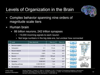 19 Nov 2022
Quantum Information
Levels of Organization in the Brain
60
 Complex behavior spanning nine orders of
magnitude scale tiers
Level Size (decimal) Size (m) Size (m)
1 Nervous system 1 > 1 m 100
2 Subsystem 0.1 10 cm 10-1
3 Neural network 0.01 1 cm 10-2
4 Microcircuit 0.001 1 nm 10-3
5 Neuron 0.000 1 100 μm 10-4
6 Dendritic arbor 0.000 01 10 μm 10-5
7 Synapse 0.000 001 1 μm 10-6
8 Signaling pathway 0.000 000 001 1 nm 10-9
9 Ion channel 0.000 000 000 001 1 pm 10-12
Sources: Sterratt, D., Graham, B., Gillies, A., & Willshaw, D. (2011). Principles of Computational Modelling in Neuroscience.
Cambridge: Cambridge University Press. Ch. 9:226-66. Sejnowski, T.J. (2020). The unreasonable effectiveness of deep
learning in artificial intelligence. Proc Natl Acad Sci. 117(48):30033-38.
 Human brain
 86 billion neurons, 242 trillion synapses
 ~10,000 incoming signals to each neuron
 Not large numbers in the big data era, but unclear how connected
 